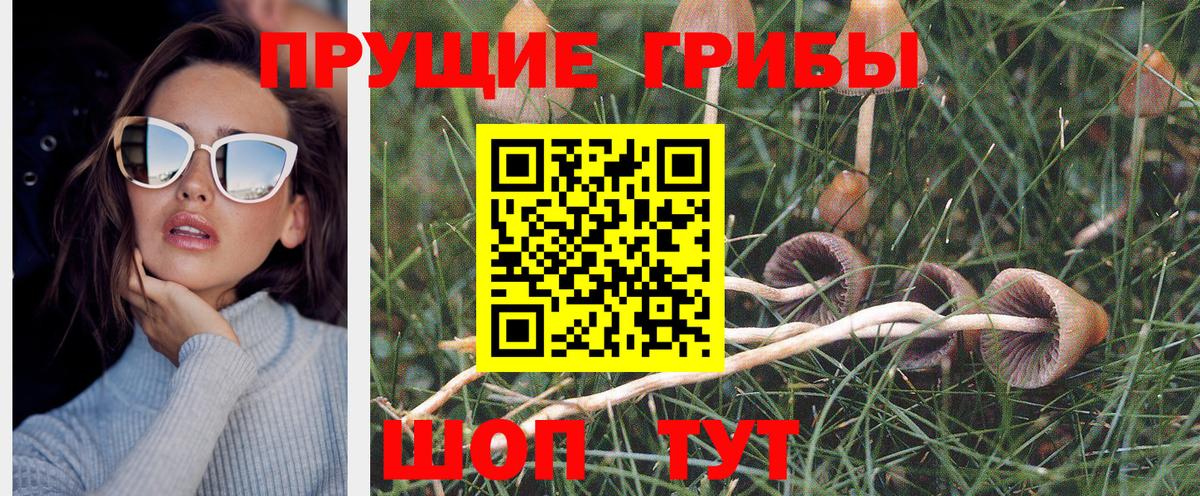 Псилоцибиновые грибы Psilocybe  Вход с VPN  Псилоцибиновые грибы Psilocybine cubensis  Новоалександровск 